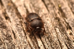Phenolia grossa