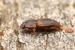 Stelidota geminata