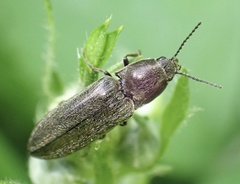Cidnopus aeruginosus