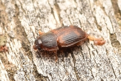 Stelidota geminata