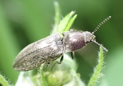 Cidnopus aeruginosus