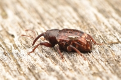 Conotrachelus posticatus