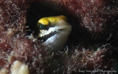 Petroscirtes fallax