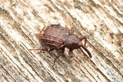 Conotrachelus posticatus