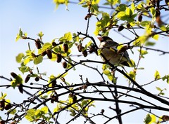 Chloris sinica kawarahiba