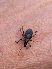 Otiorhynchus lepidopterus