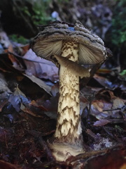 Amanita nigrescens