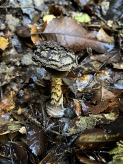 Amanita nigrescens