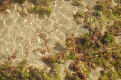 Ulva rigida