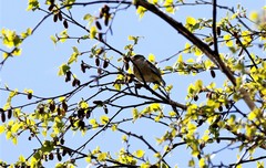 Chloris sinica kawarahiba