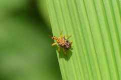 Hoplapoderus