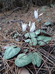 Cyclamen creticum