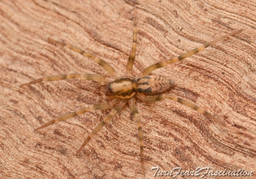 Pied Stone Spider
