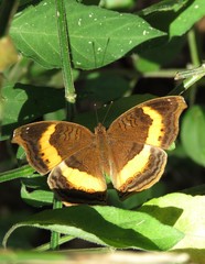Junonia elgiva