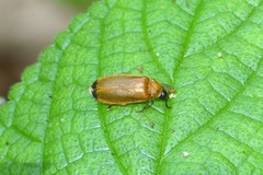 Abscondita