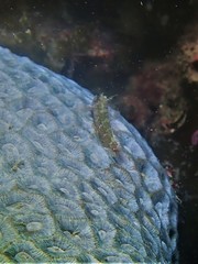 Enneapterygius larsonae