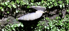 Phaedusini