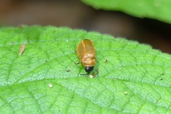 Abscondita