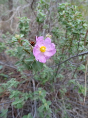 Cistus parviflorus