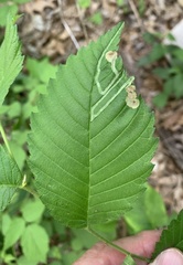 Agromyza aristata