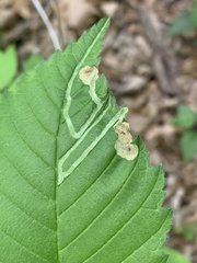 Agromyza aristata