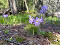 Primula mistassinica