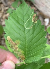 Agromyza aristata