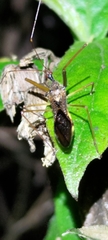 Epidaus sexspinus