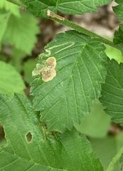 Agromyza aristata