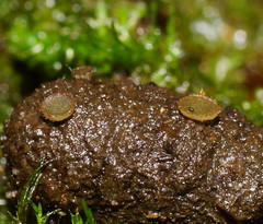 Ascobolus crenulatus