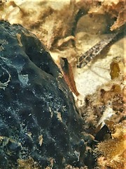 Enneapterygius larsonae