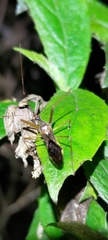 Epidaus sexspinus
