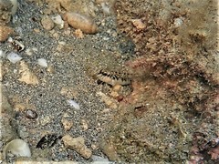 Omobranchus germaini