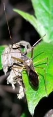 Epidaus sexspinus