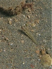 Omobranchus germaini