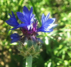 Centaurea depressa