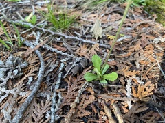 Primula mistassinica