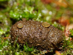 Ascobolus crenulatus