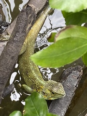 Acanthocercus ugandaensis