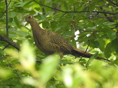 Phasianus colchicus