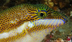 Canthigaster callisterna