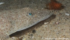 Platycephalus grandispinis