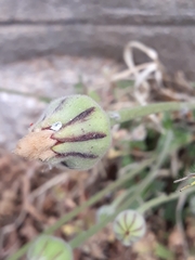 Urospermum dalechampii