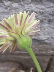 Urospermum dalechampii