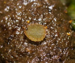 Ascobolus crenulatus