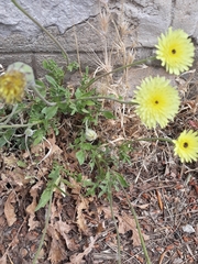 Urospermum dalechampii