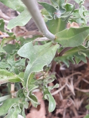 Urospermum dalechampii