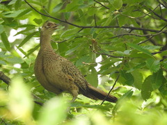 Phasianus colchicus