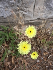 Urospermum dalechampii