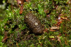 Ascobolus crenulatus